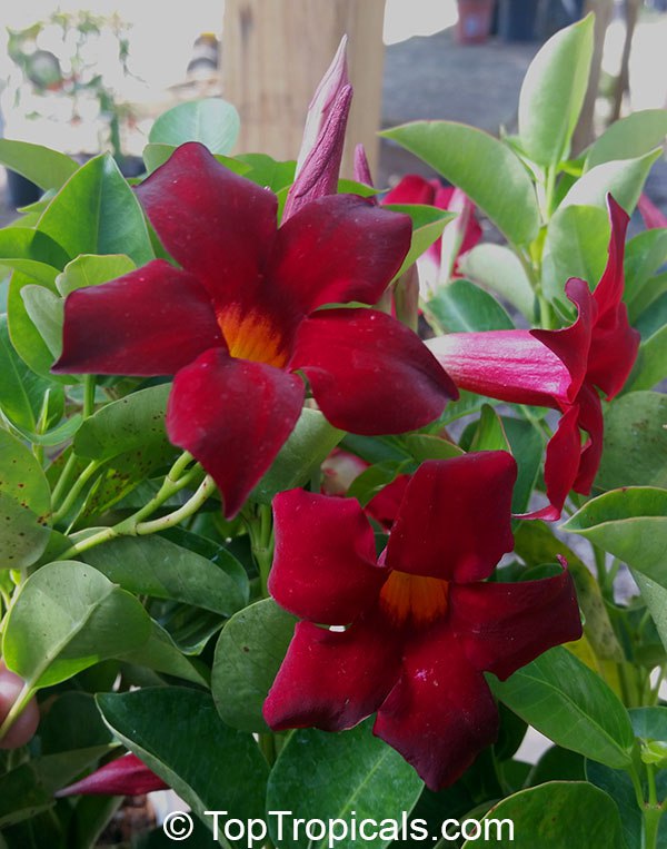 Mandevilla Sun Parasol Crimson