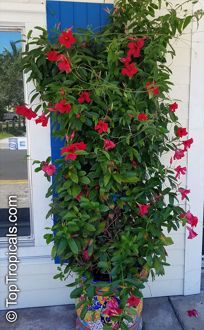 Mandevilla Sun Parasol Crimson on a trellis