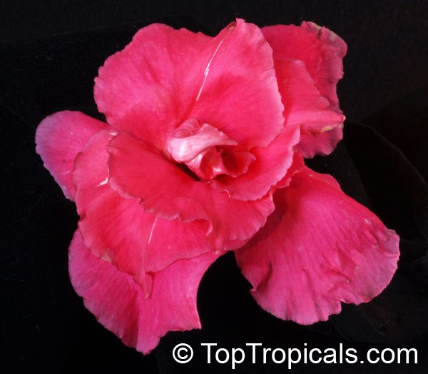 How to grow Mandevilla: Practical Guide to Growing Mandevilla Vine