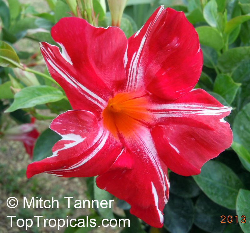 Mandevilla Stars and Stripes