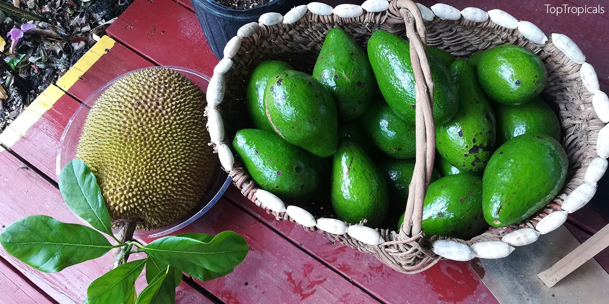 Jackfruit & Avocado fruit