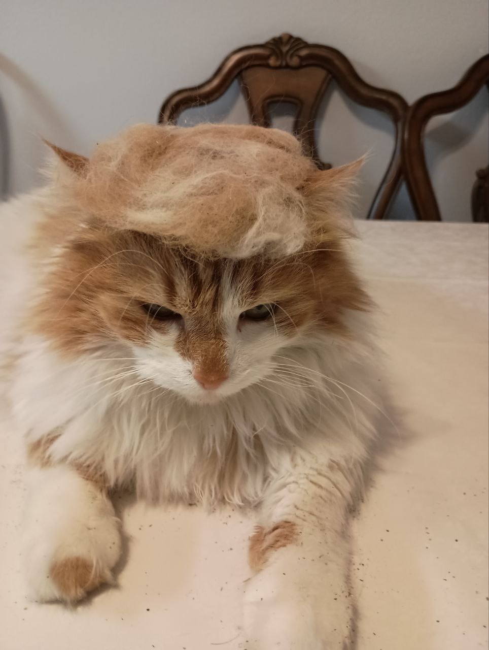 CatAmerica will be great again