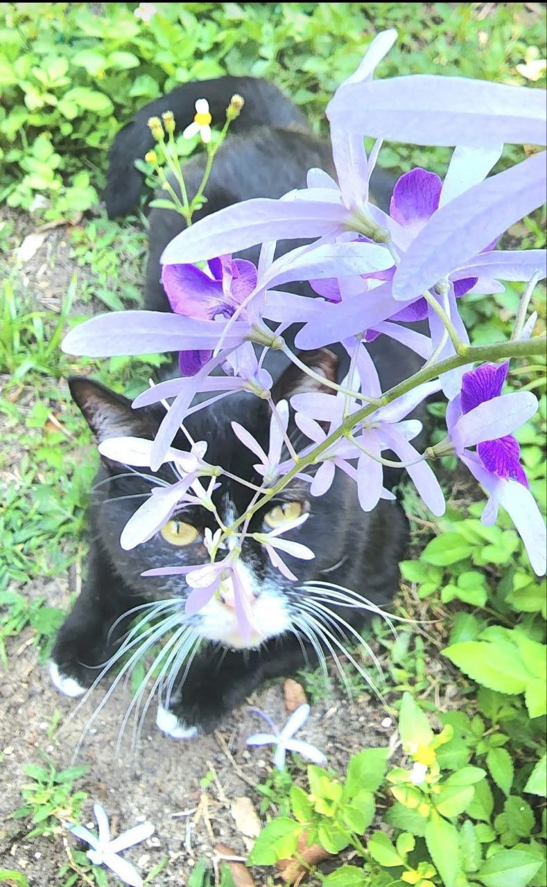 What is this purple flower? 