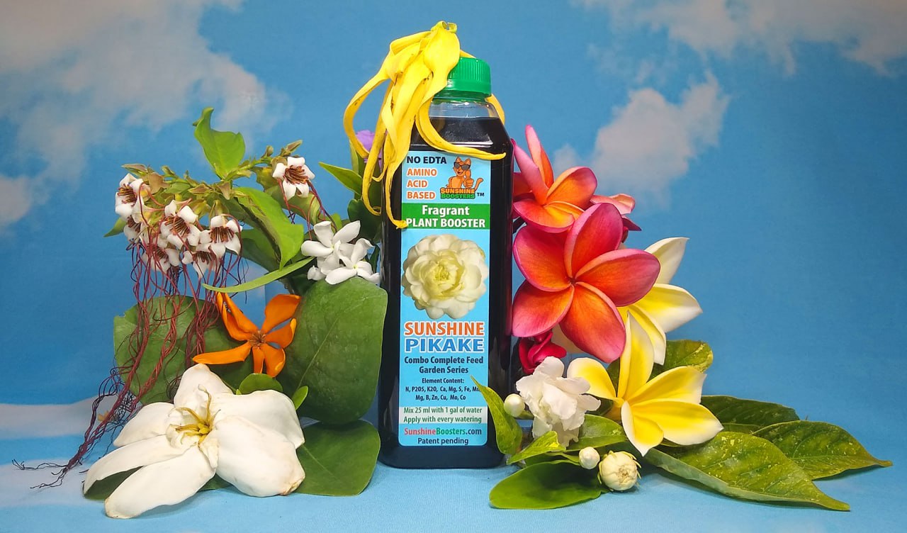 Sunshine Pikake - Fragrant Plant Booster