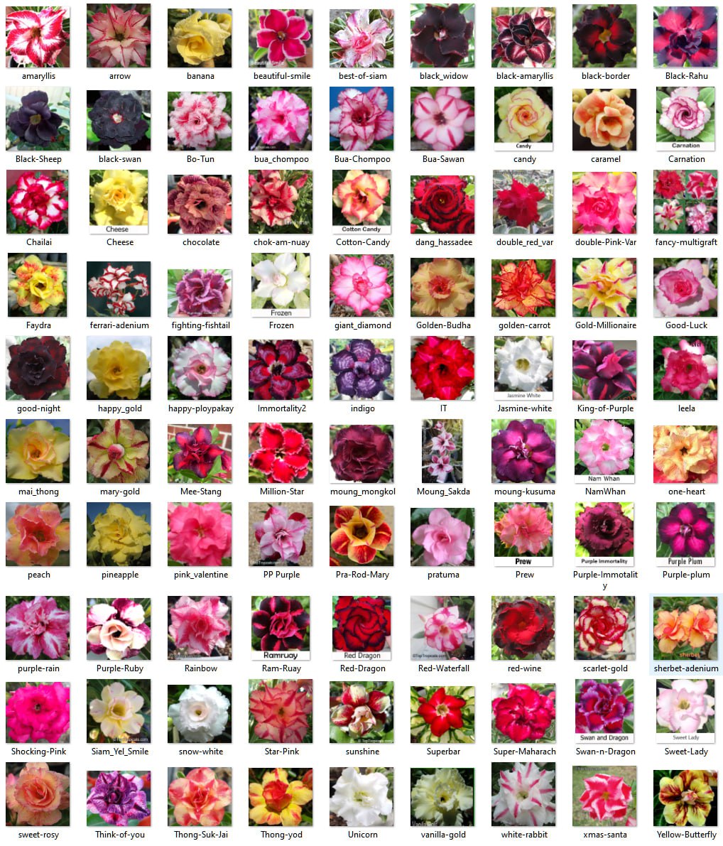 Why Adeniums are the most popular container plants