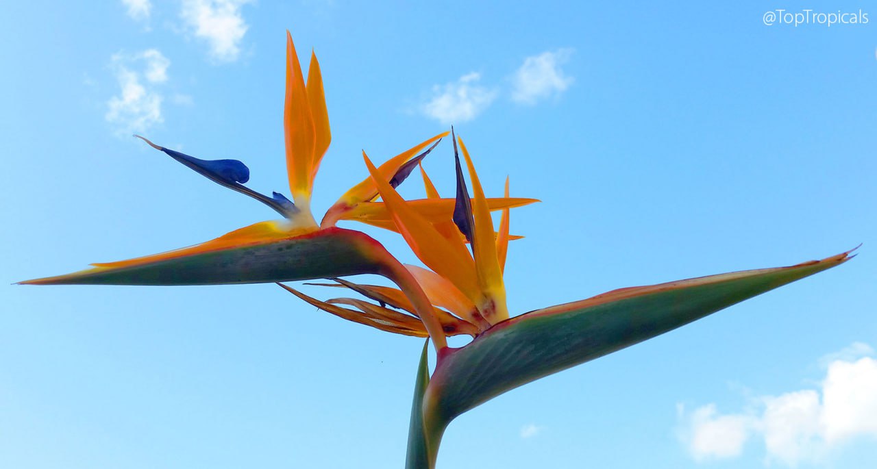 Why this plant is called Bird of Paradise