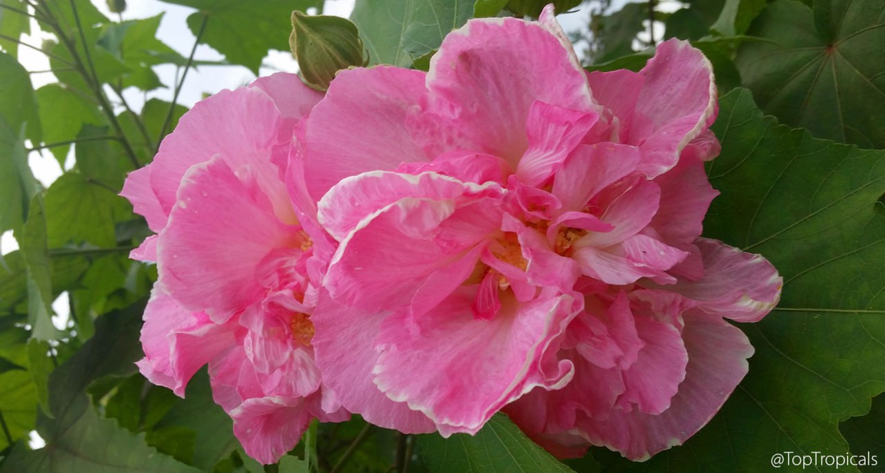 Hibiscus mutabilis Cotton Candy