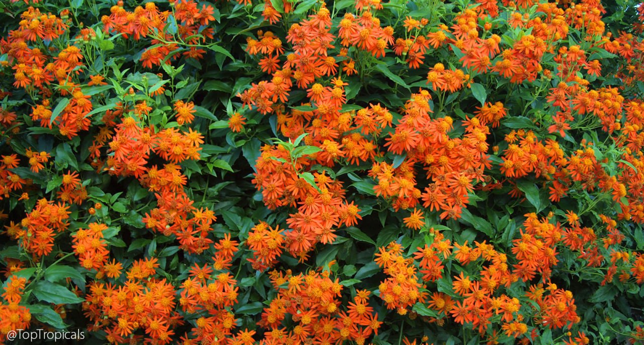 Senecio confusus - Mexican Flame Vine, Orangeglow Vine