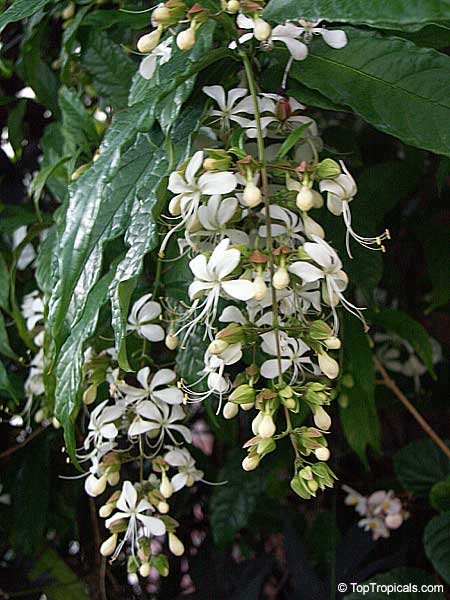 Clerodendrum schmitii and Clerodendrum wallichii