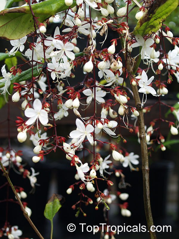 Clerodendrum schmitii and Clerodendrum wallichii