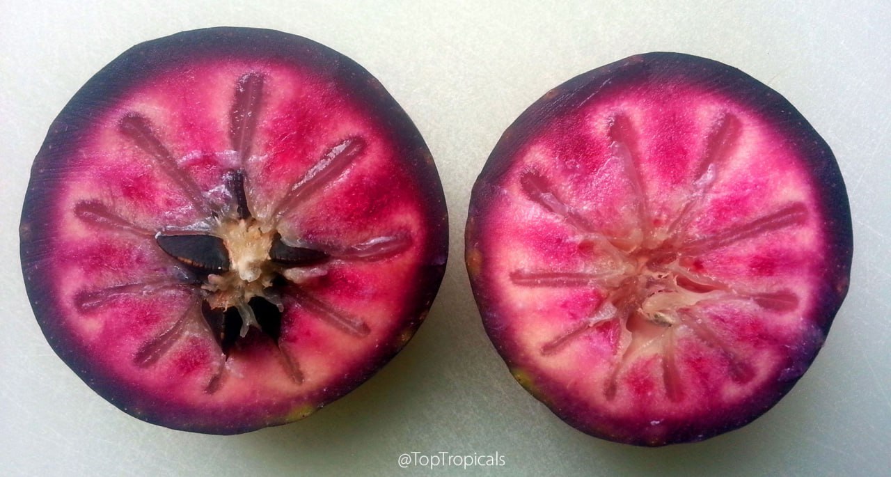 Star Apple - Chrysophyllum cainito