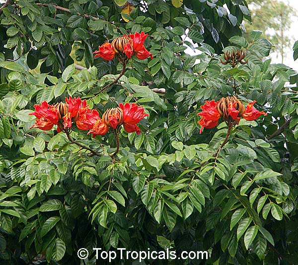 Why everyone loves these tulips growing on a tree