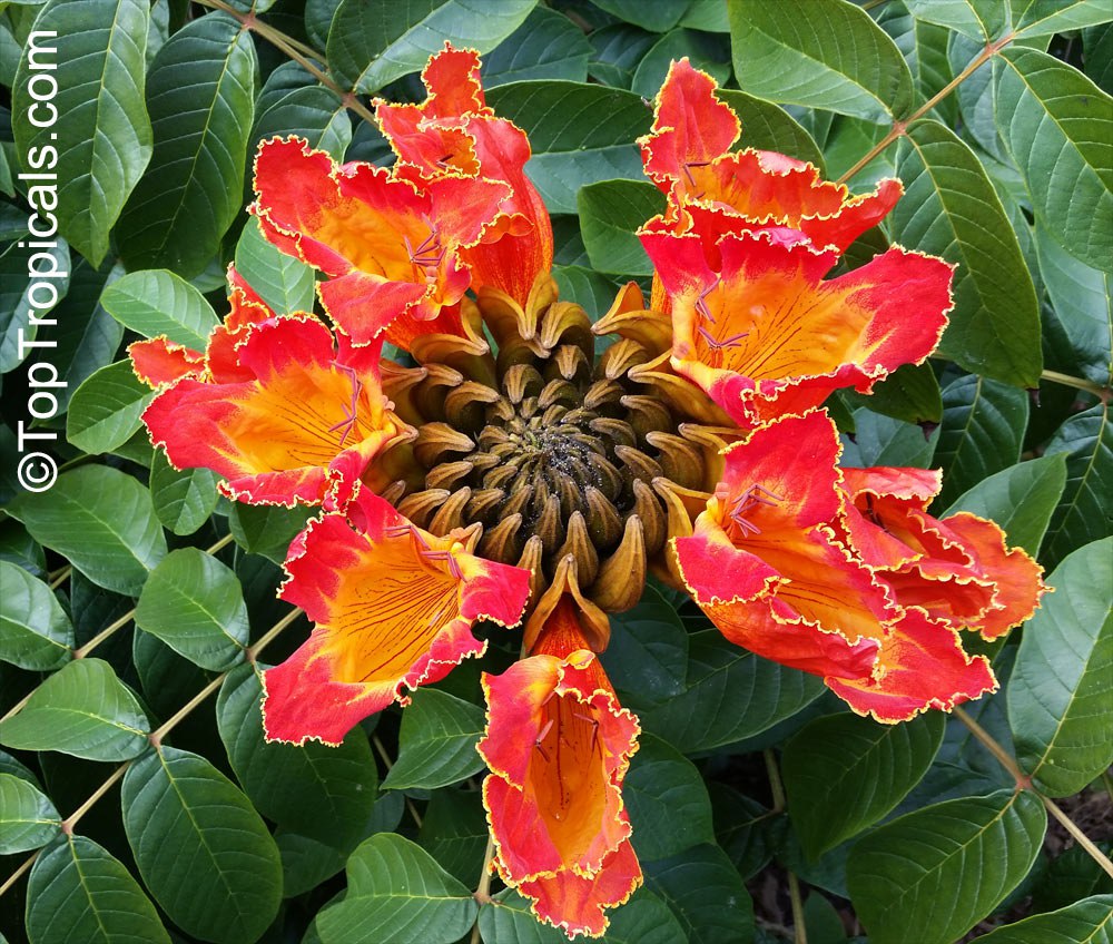 Why everyone loves these tulips growing on a tree