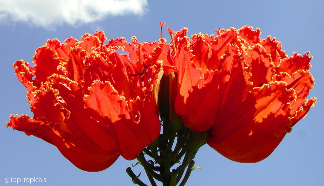 Why everyone loves these tulips growing on a tree
