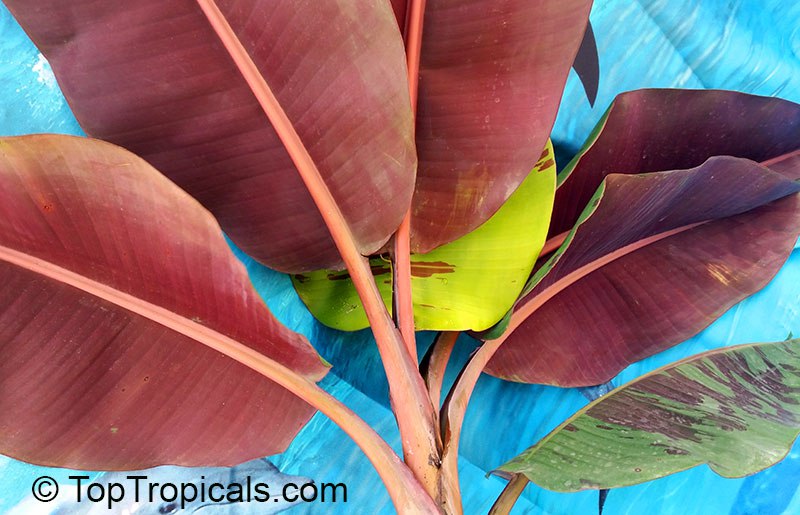 What are the most beautiful ornamental Banana varieties and which one should I plant?