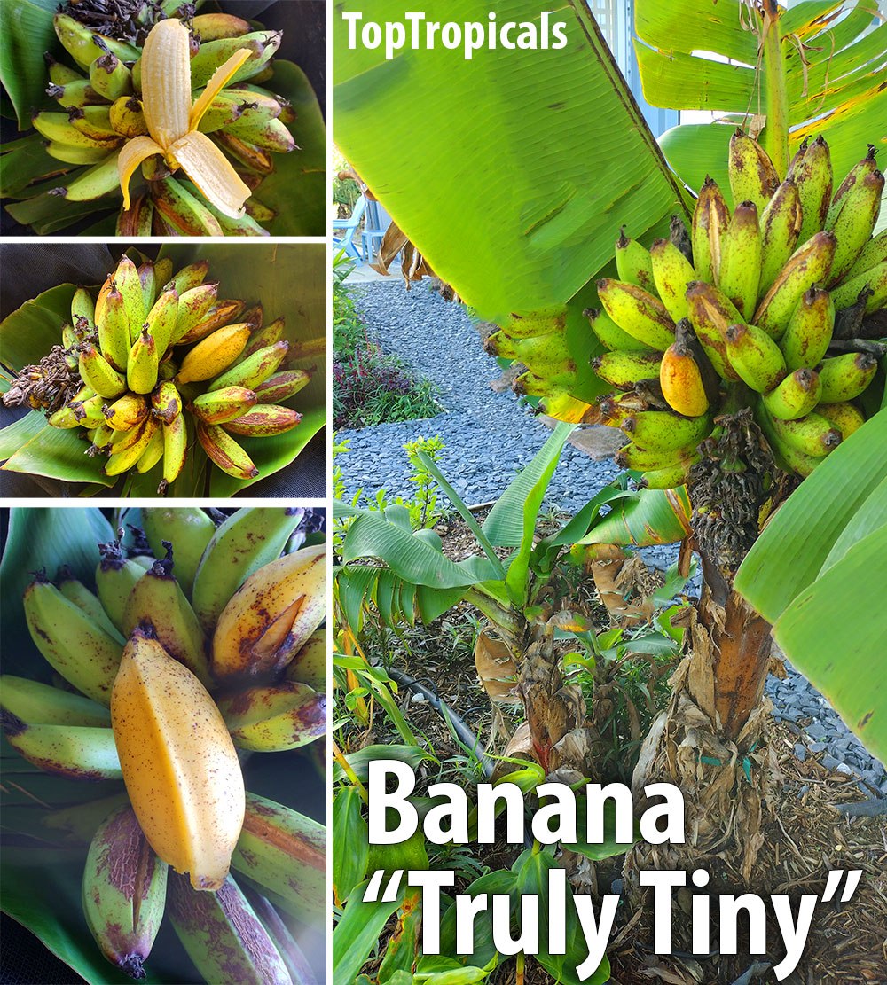 What are the best varieties of edible Banana and which one should I plant?