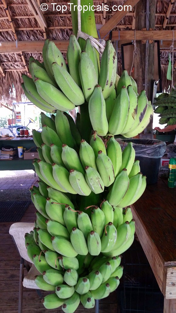 What are the best varieties of edible Banana and which one should I plant?