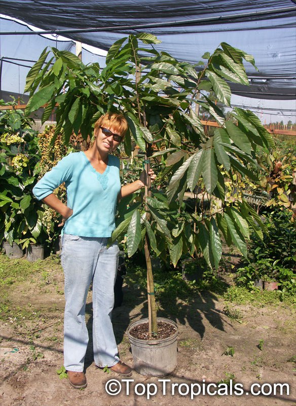10 reasons why chocolate is actually good for you and how you can grow your own