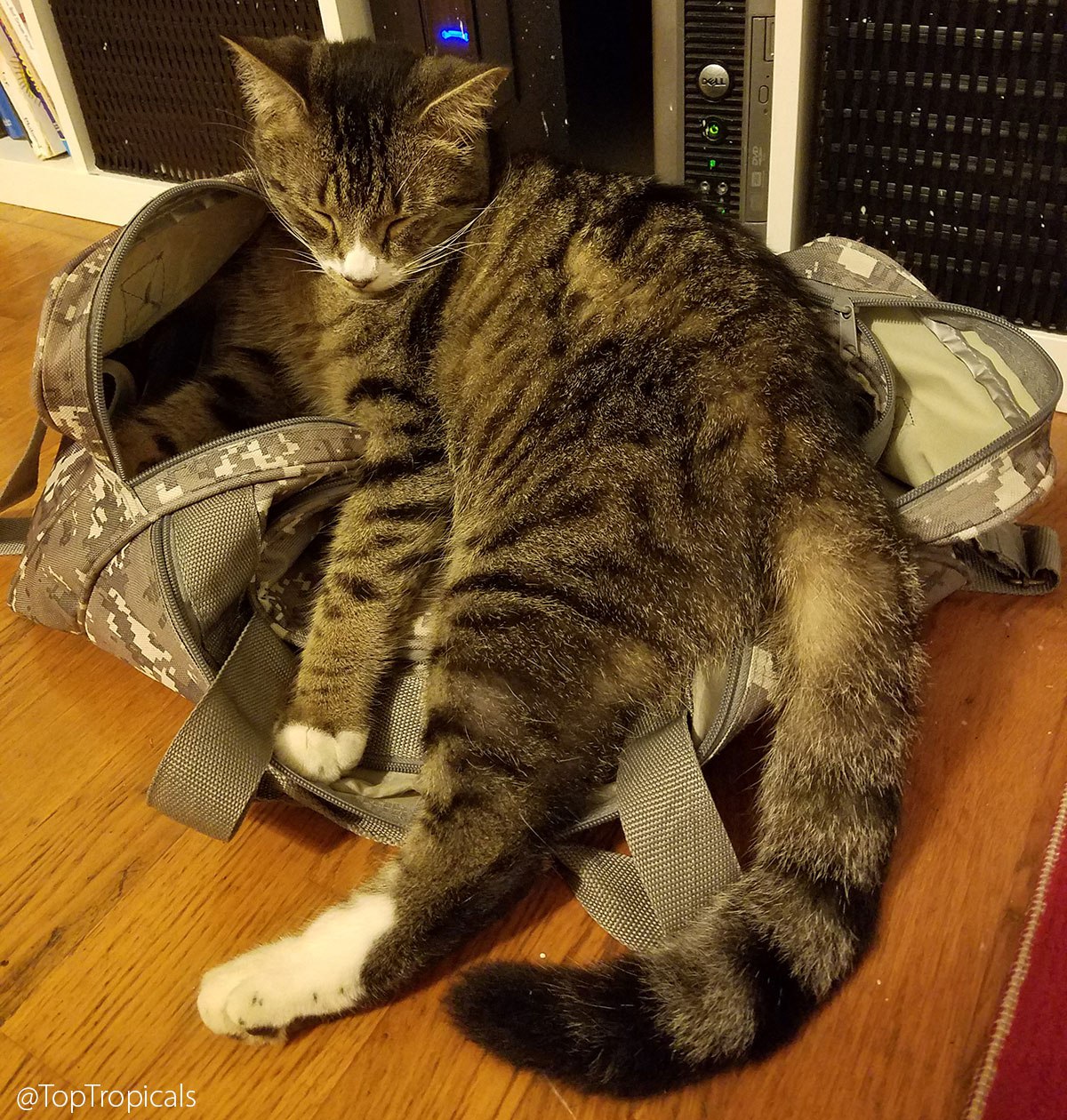 The World Traveler