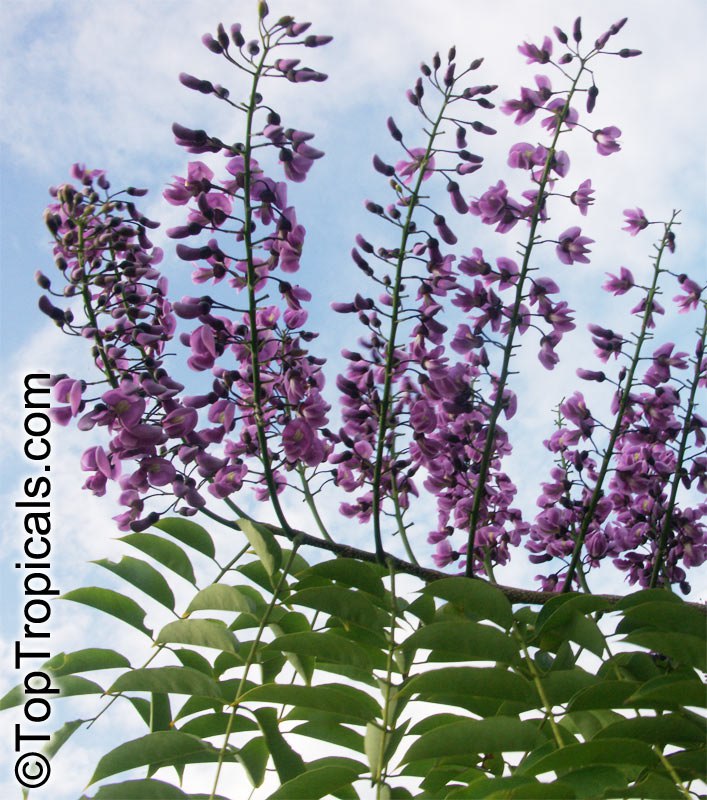 Fragrance, color, and hummingbirds - all in one tree