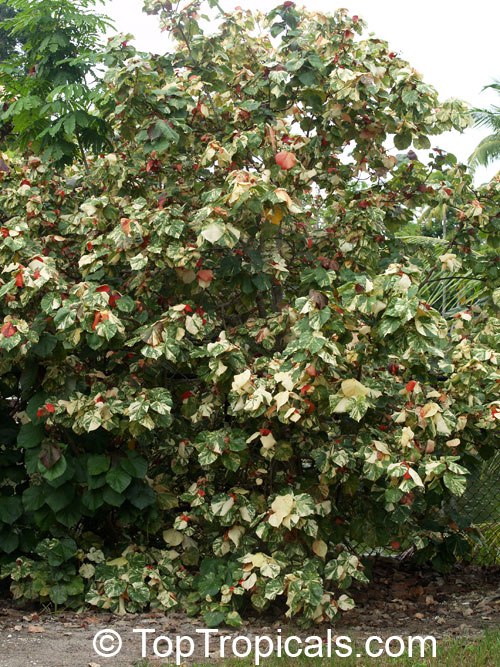 The Tree Everyones Talking About: Variegated Mahoe