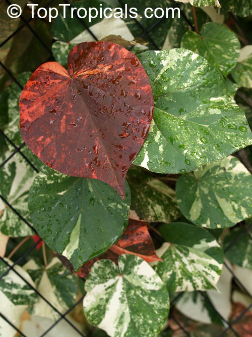 The Tree Everyones Talking About: Variegated Mahoe