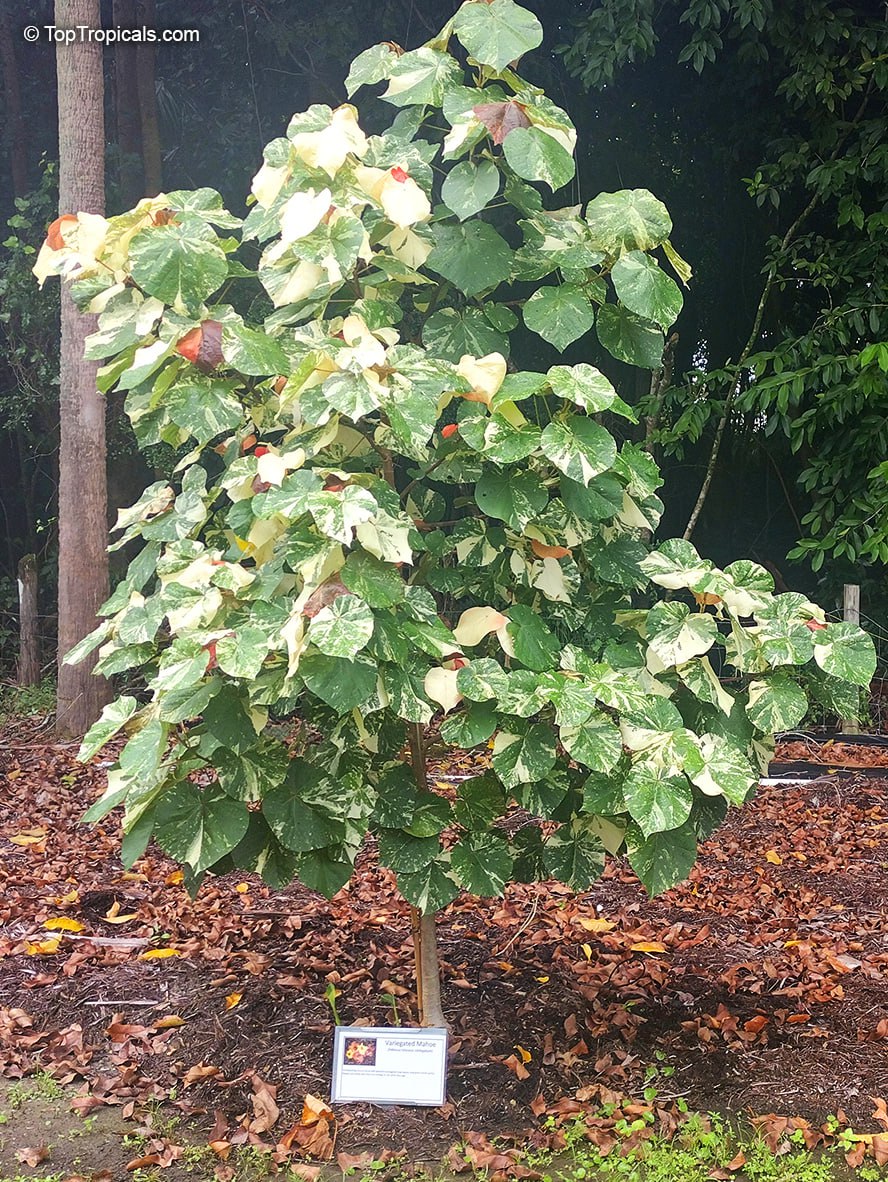 The Tree Everyones Talking About: Variegated Mahoe