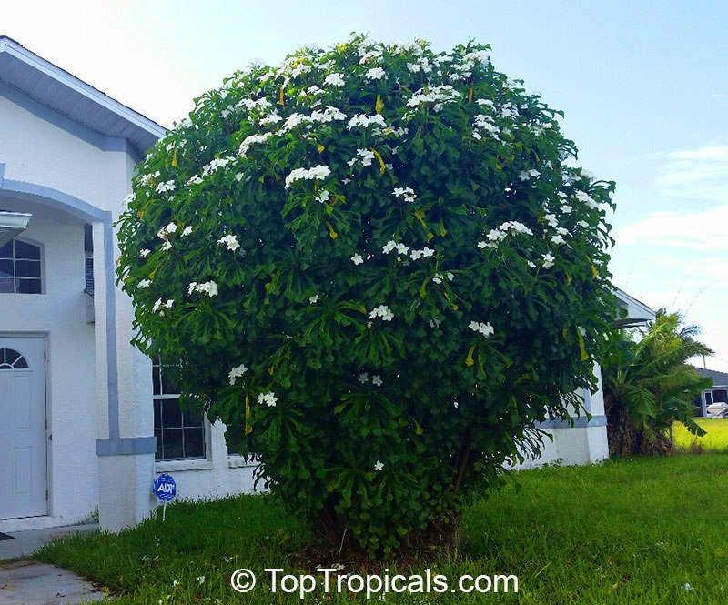 Have you ever seen a Bridal Bouquet Plumeria this size?