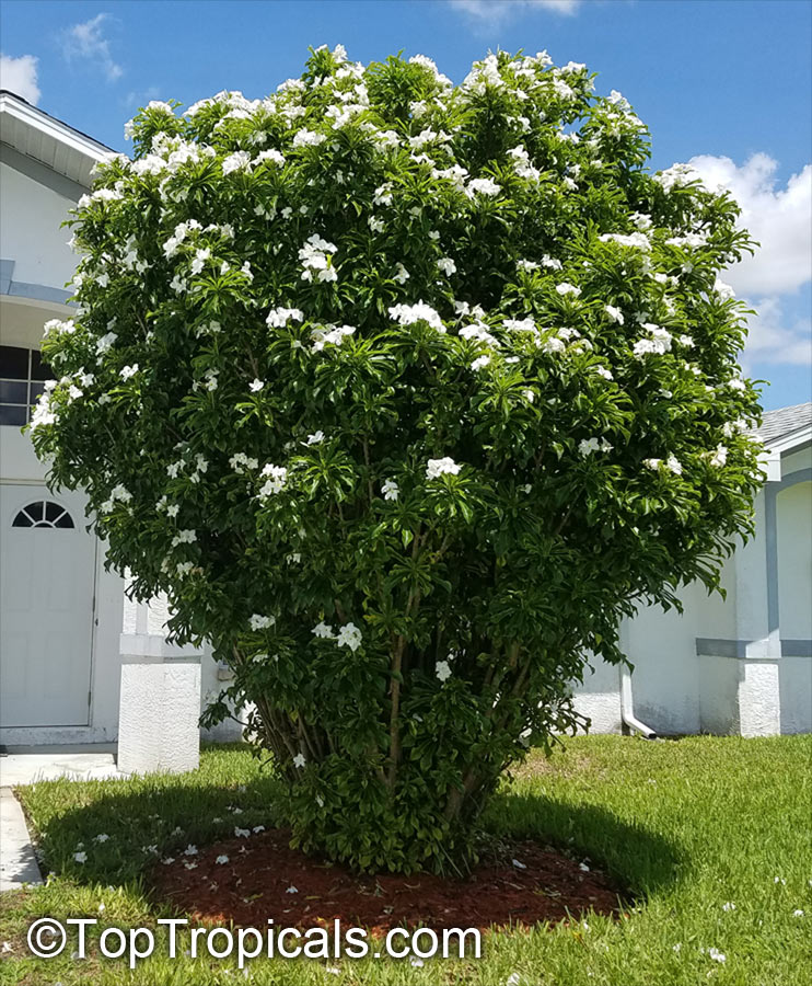 Have you ever seen a Bridal Bouquet Plumeria this size?