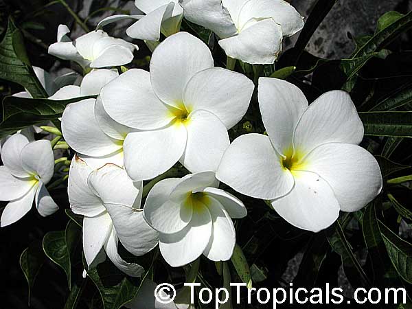 Have you ever seen a Bridal Bouquet Plumeria this size?