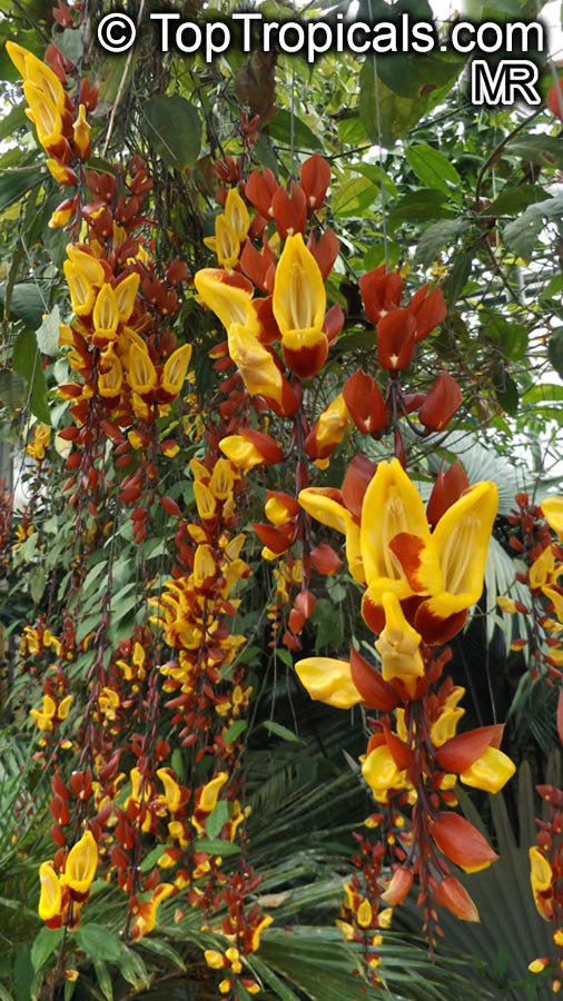 Top irresistible vines for a hummingbird haven Top irresistible vines for a hummingbird haven