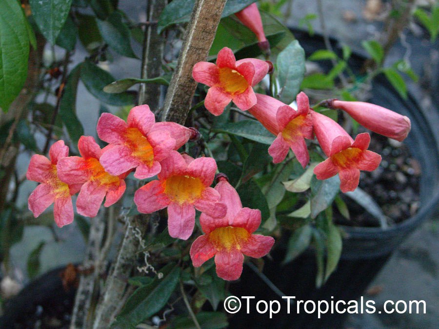 Top irresistible vines for a hummingbird haven Top irresistible vines for a hummingbird haven