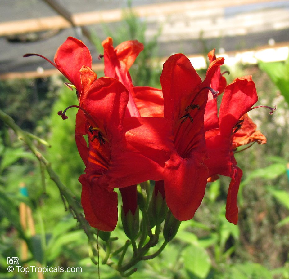 Top irresistible vines for a hummingbird haven Top irresistible vines for a hummingbird haven