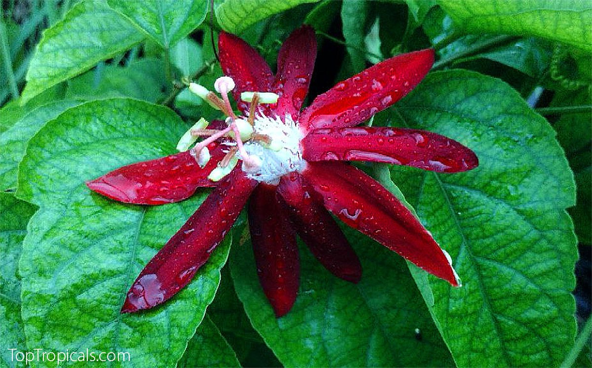 Top irresistible vines for a hummingbird haven Top irresistible vines for a hummingbird haven