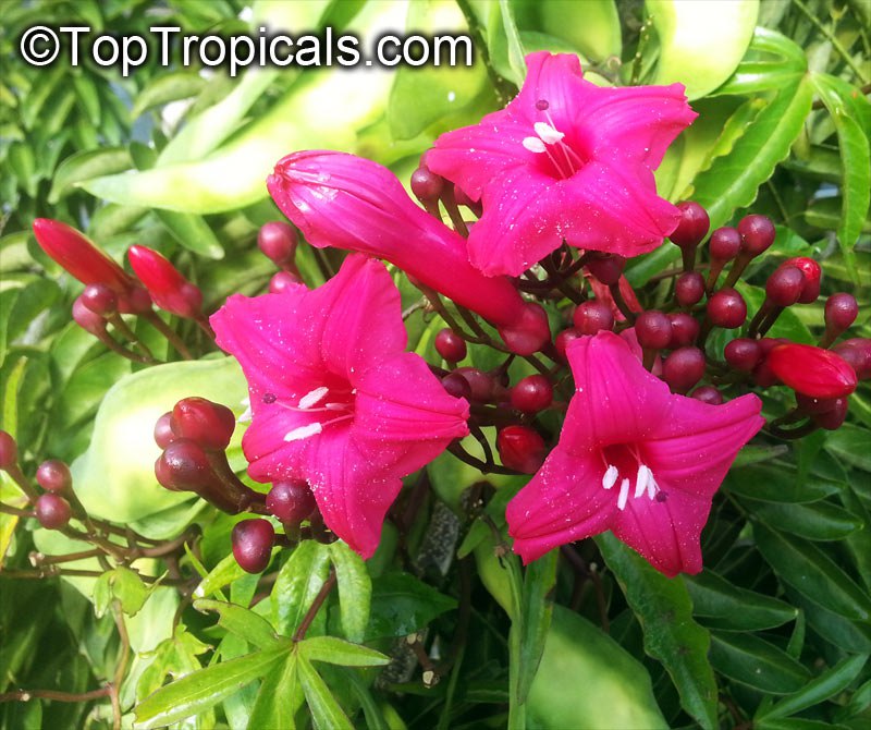 Top irresistible vines for a hummingbird haven Top irresistible vines for a hummingbird haven