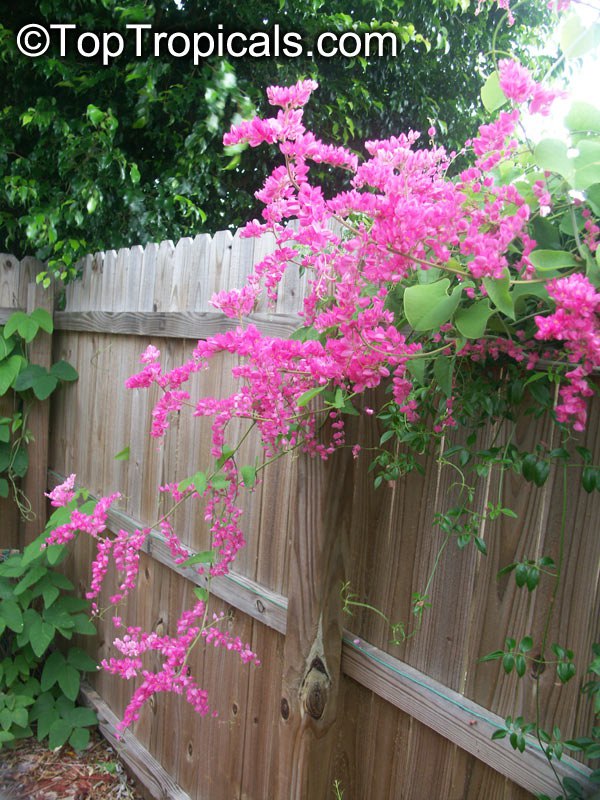 Top irresistible vines for a hummingbird haven Top irresistible vines for a hummingbird haven