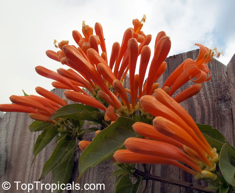 Top irresistible vines for a hummingbird haven Top irresistible vines for a hummingbird haven