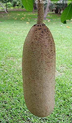 Is the Sausage Tree from Africa edible? Is the Sausage Tree from Africa edible?
