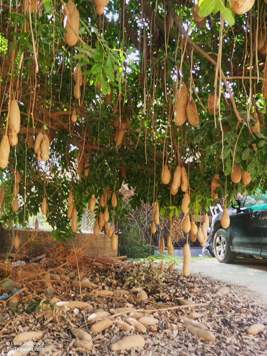 Is the Sausage Tree from Africa edible? Is the Sausage Tree from Africa edible?