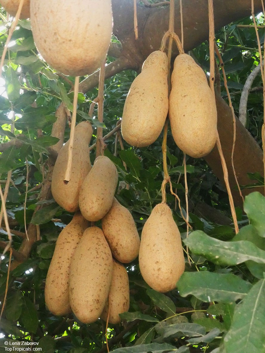 Is the Sausage Tree from Africa edible? Is the Sausage Tree from Africa edible?