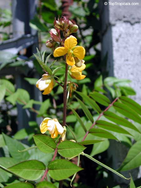 Why all Floridians want Coffee Senna in their landscape and what it has to do with Coffee