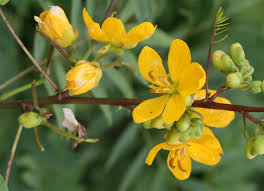 Why all Floridians want Coffee Senna in their landscape and what it has to do with Coffee