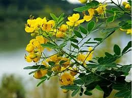 Why all Floridians want Coffee Senna in their landscape and what it has to do with Coffee