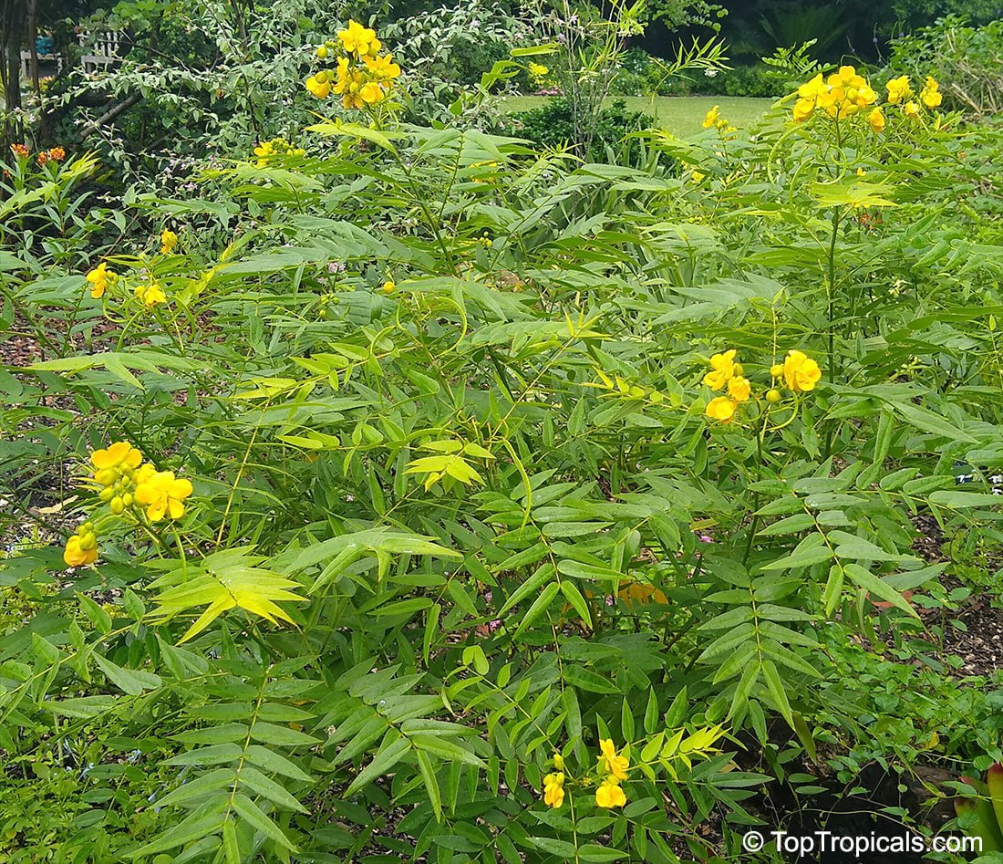Why all Floridians want Coffee Senna in their landscape and what it has to do with Coffee