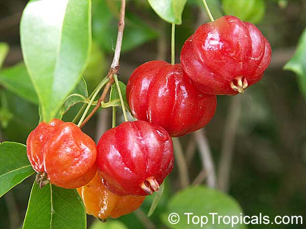 Why you should grow a Pitanga tree
