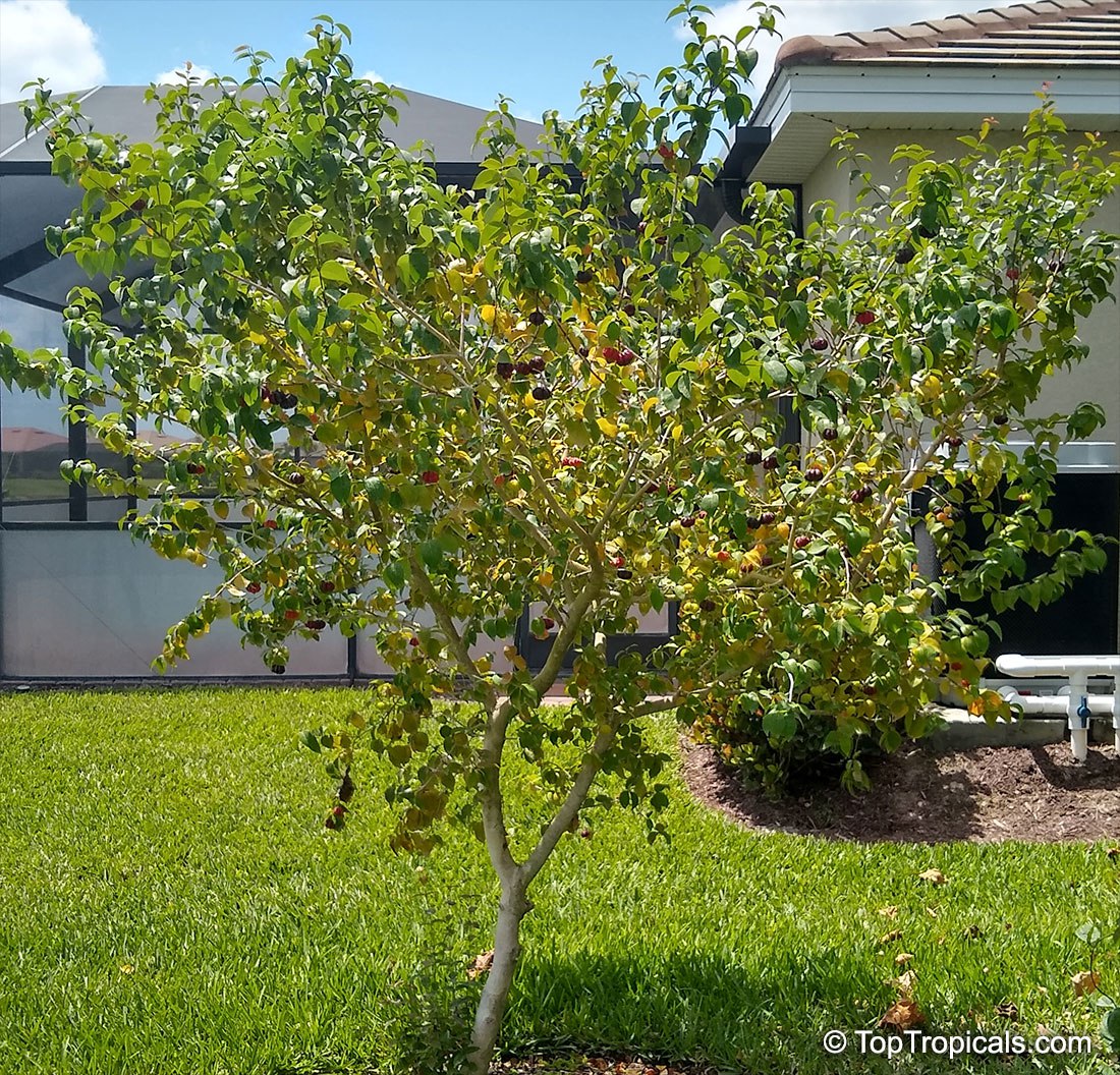Why you should grow a Pitanga tree