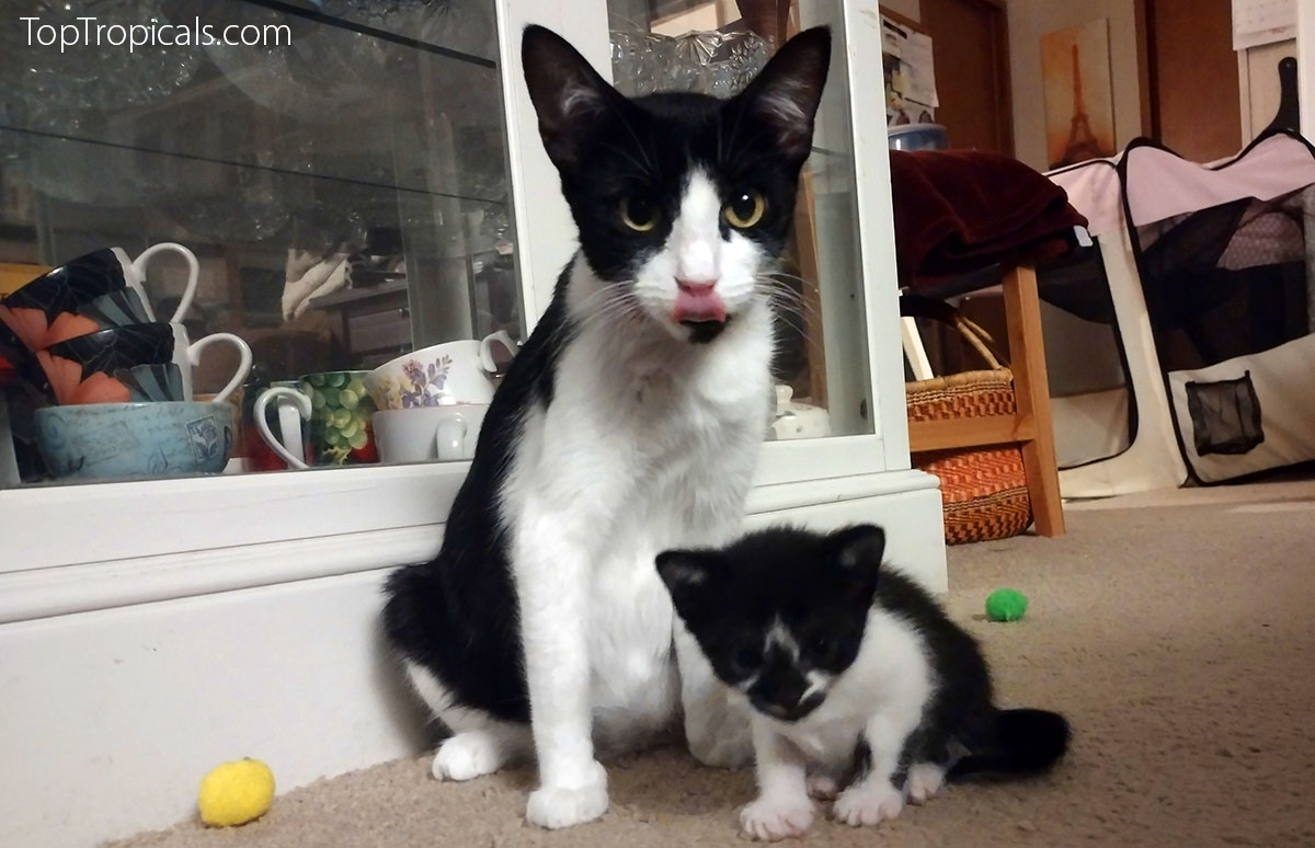 Purrrfect Mother Purrrfect Mother