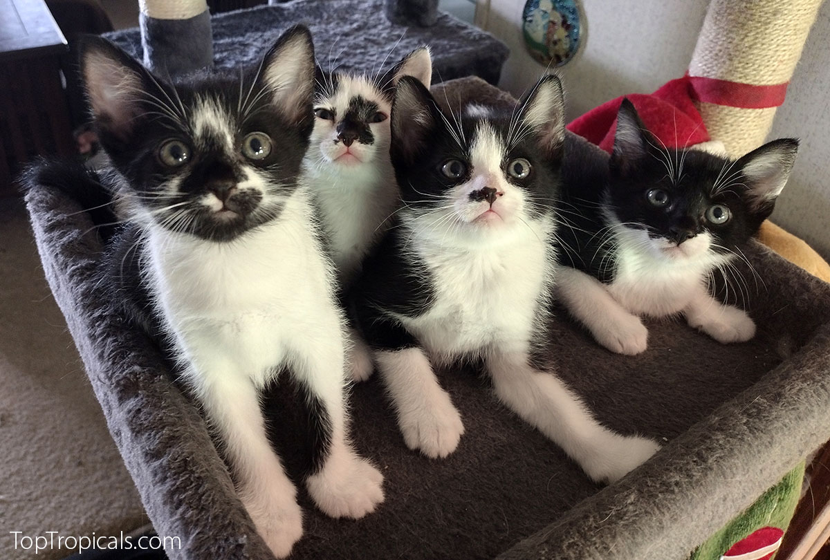 Purrrfect Mother Purrrfect Mother