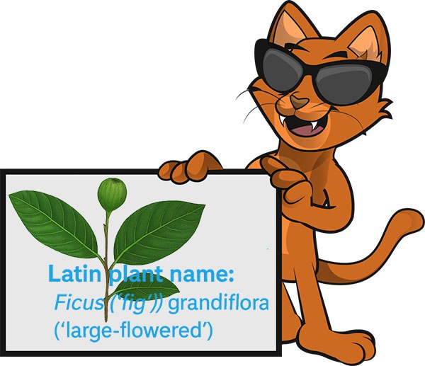 Easy Latin: unlocking plant names - why scientific names matter and how to decode them 
