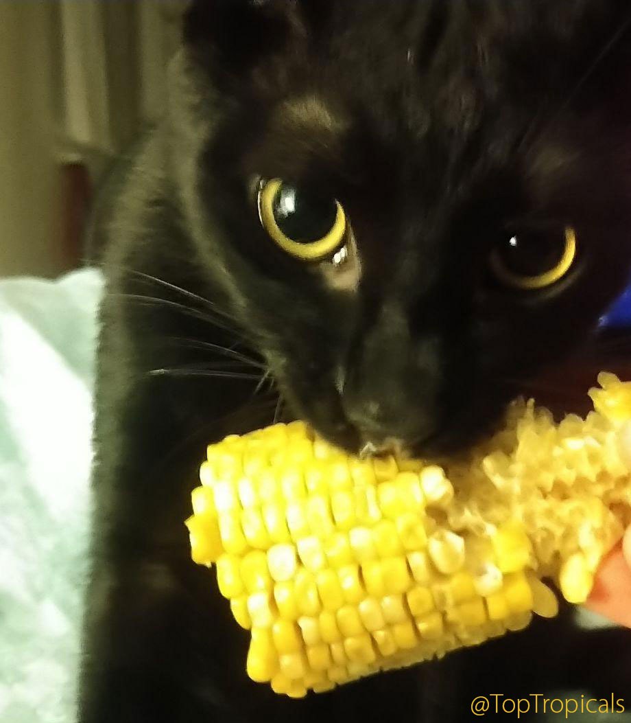 Biggie the Cat is eating Corn